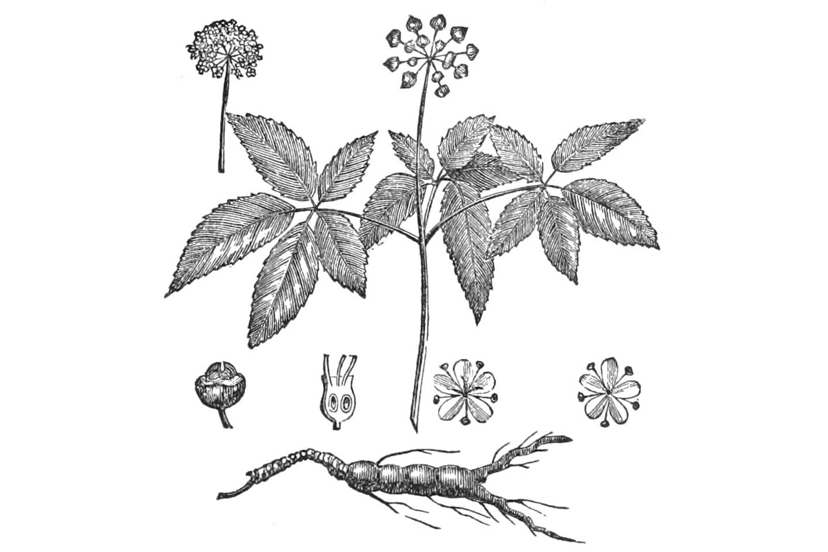 Ginseng plant, 1718. Illustration by Louis Boudan, Wikimedia