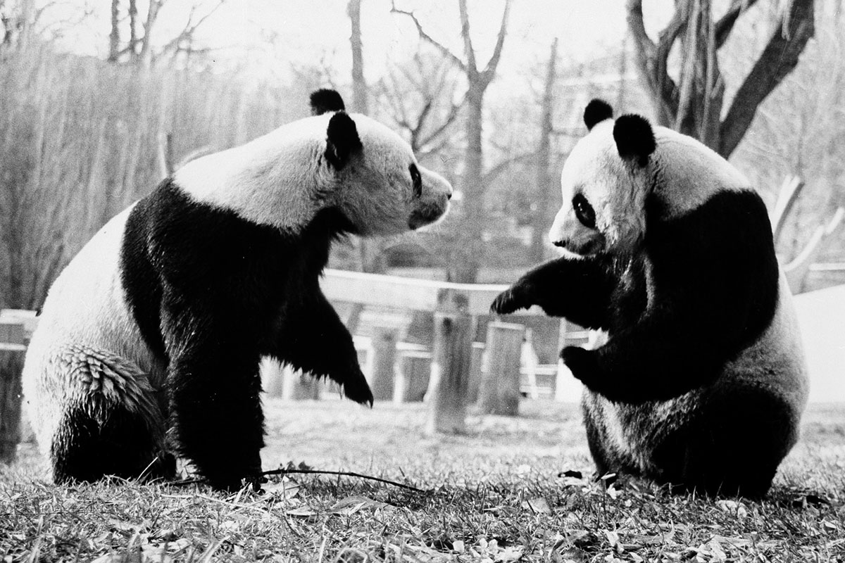 Ling-Ling and Hsing-Hsing at the National Zoo, 1973. Photo courtesy of Smithsonian Institution Archives