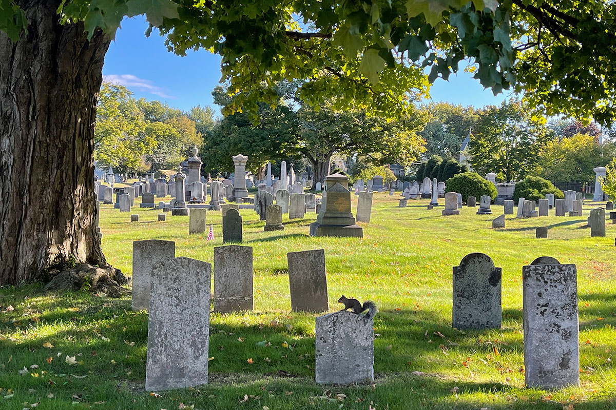 Gray headstones and green grass and trees in a cemetery.
