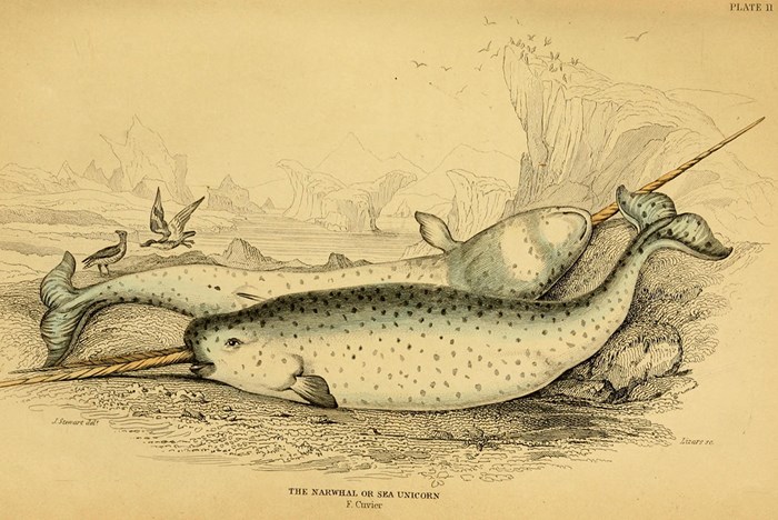 Myth and Matricide: How the Narwhal Got Its Tusk