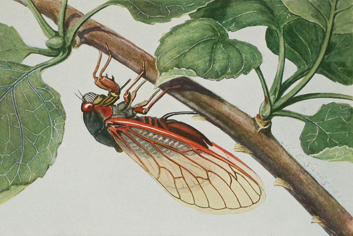 Cicada Folklore, or Why We Don’t Mind Billions of Burrowing Bugs at Once