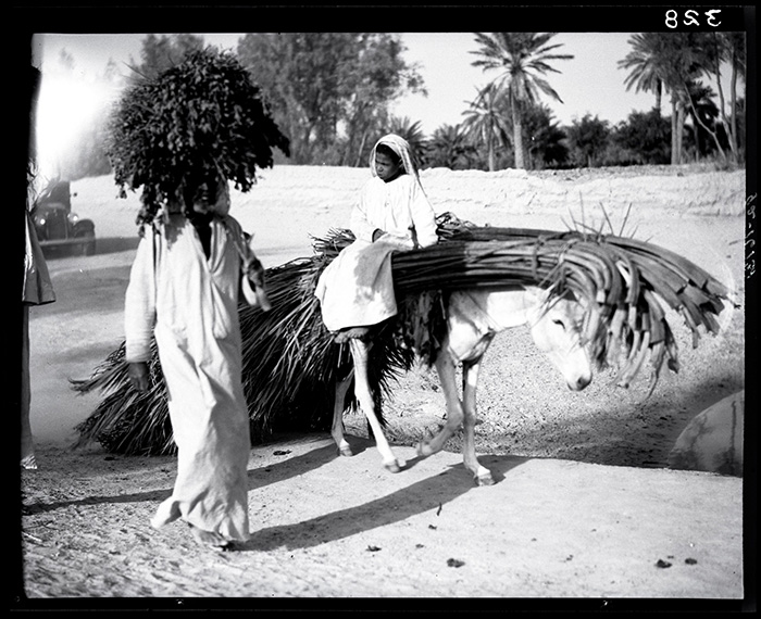 A man and child travel with a donkey loaded with date fronds in Hofuf, Saudi Arabia. Photo by Joseph D. Mountain, courtesy National Air and Space Museum